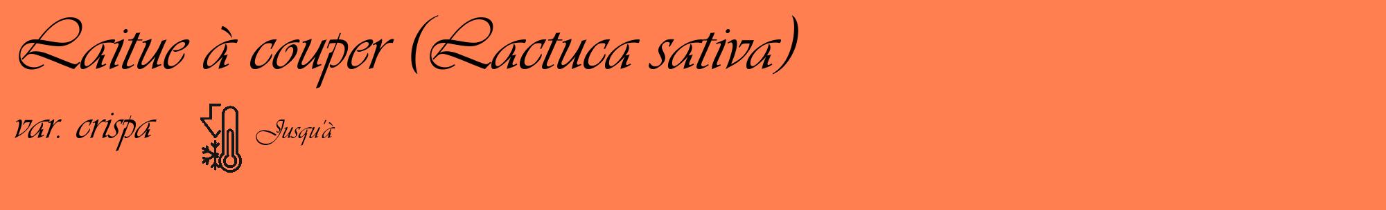 Étiquette de : Lactuca sativa var. crispa - format c - style noire24_basique_basiqueviv avec comestibilité
