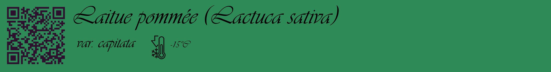 Étiquette de : Lactuca sativa var. capitata - format c - style noire11_basique_basiqueviv avec qrcode et comestibilité