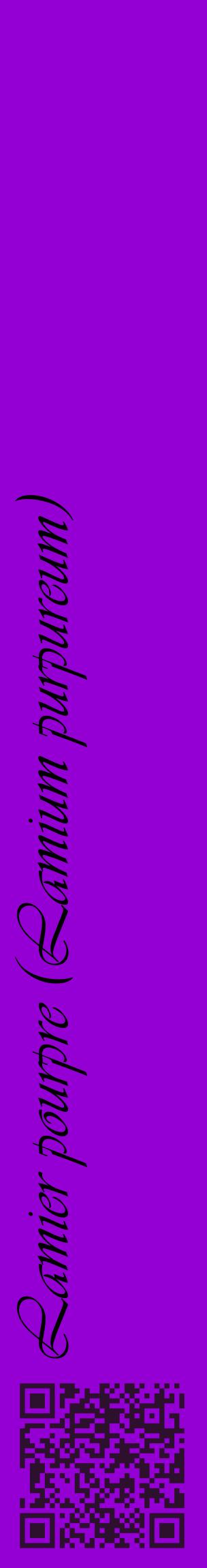 Étiquette de : Lamium purpureum - format c - style noire48_basiqueviv avec qrcode et comestibilité