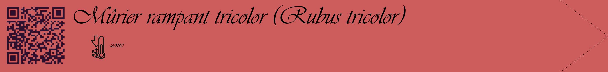 Étiquette de : Rubus tricolor - format c - style noire35_simple_simpleviv avec qrcode et comestibilité