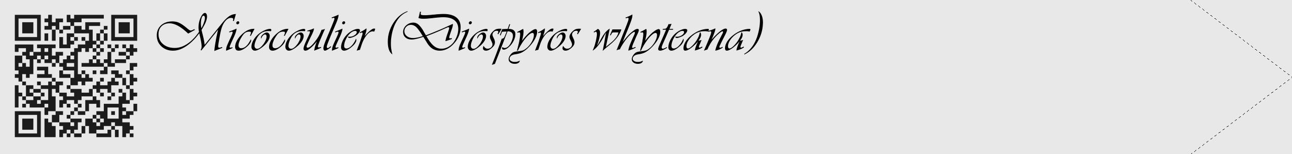 Étiquette de : Diospyros whyteana - format c - style noire55_simple_simpleviv avec qrcode et comestibilité