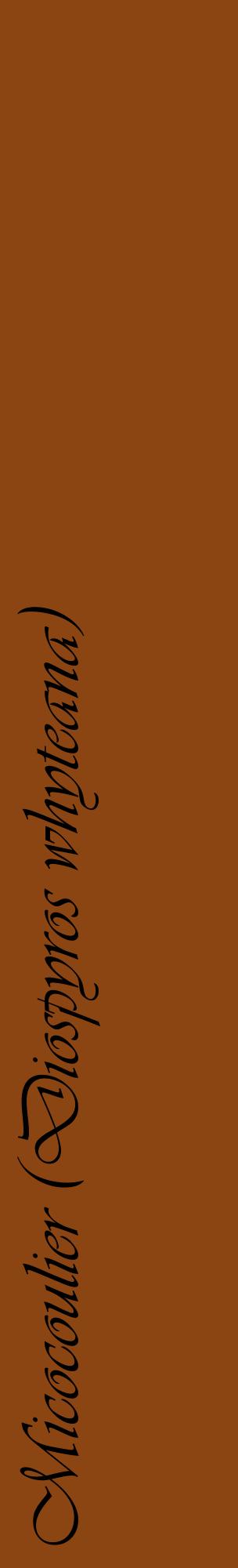 Étiquette de : Diospyros whyteana - format c - style noire30_basiqueviv avec comestibilité