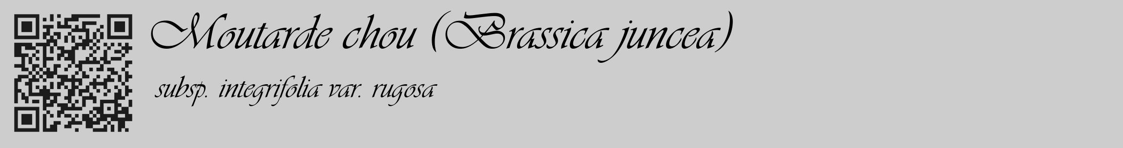 Étiquette de : Brassica juncea subsp. integrifolia var. rugosa - format c - style noire41basique_basique_basiqueviv avec qrcode et comestibilité