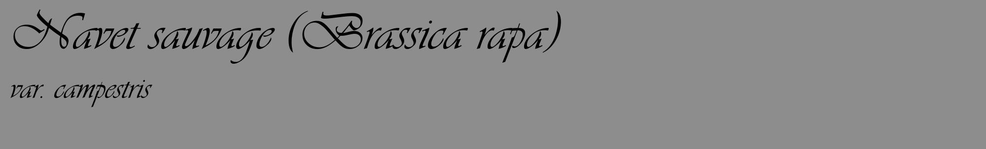 Étiquette de : Brassica rapa var. campestris - format c - style noire2_basique_basiqueviv avec comestibilité