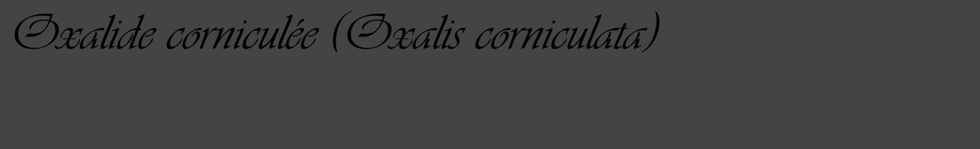 Étiquette de : Oxalis corniculata - format c - style noire48_basique_basiqueviv avec comestibilité
