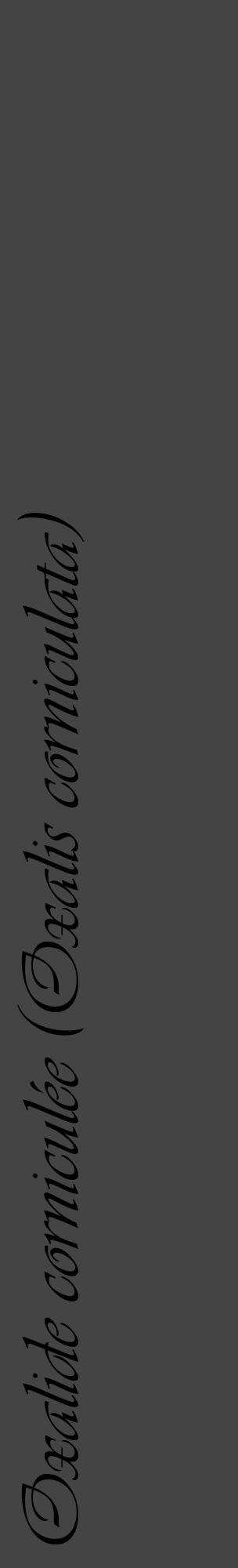 Étiquette de : Oxalis corniculata - format c - style noire48_basique_basiqueviv avec comestibilité - position verticale