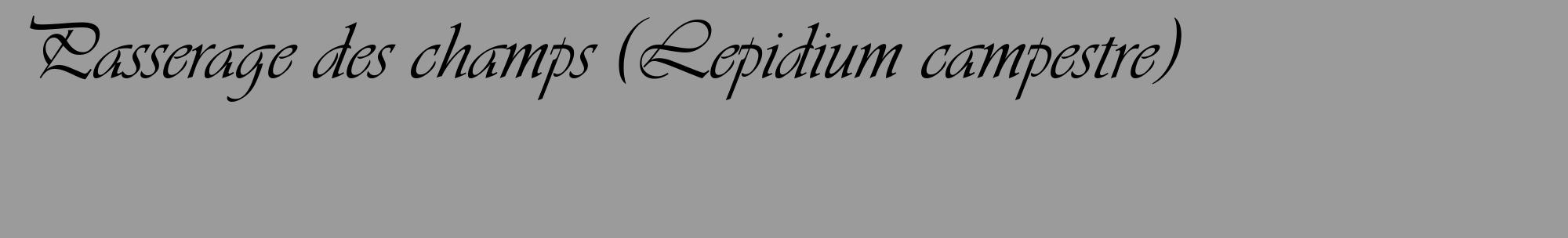 Étiquette de : Lepidium campestre - format c - style noire52_basique_basiqueviv avec comestibilité