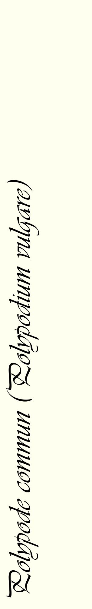 Étiquette de : Polypodium vulgare - format c - style noire19_basiqueviv avec comestibilité