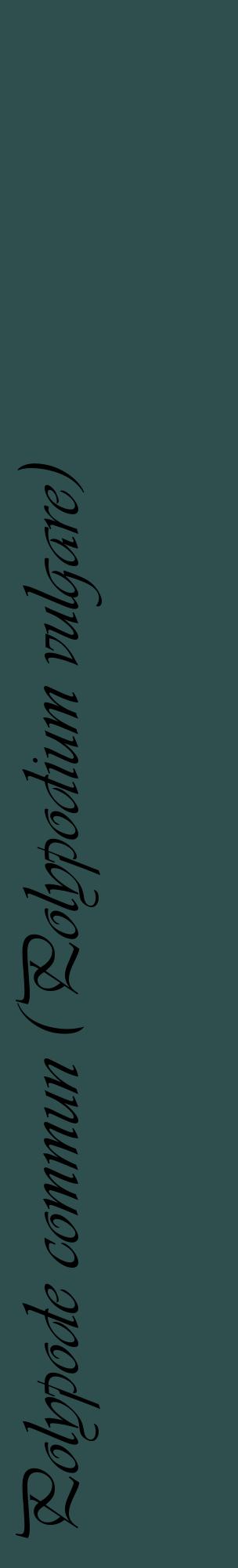 Étiquette de : Polypodium vulgare - format c - style noire58_basiqueviv avec comestibilité