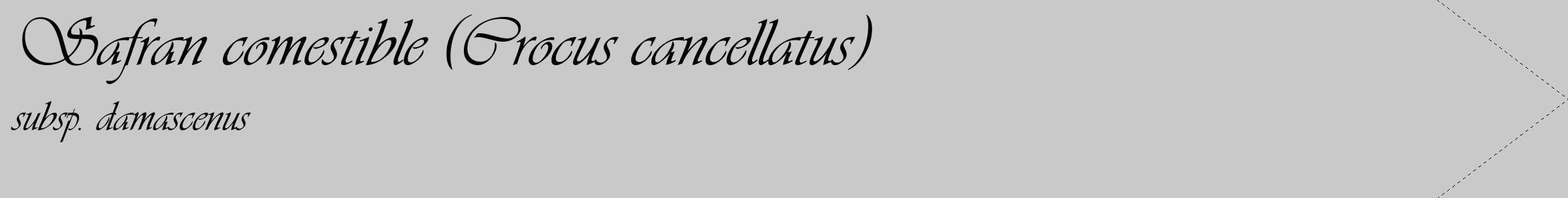 Étiquette de : Crocus cancellatus subsp. damascenus - format c - style noire54_simple_simpleviv avec comestibilité