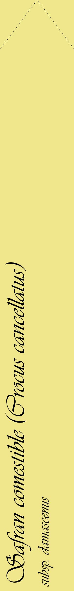 Étiquette de : Crocus cancellatus subsp. damascenus - format c - style noire20_simpleviv avec comestibilité