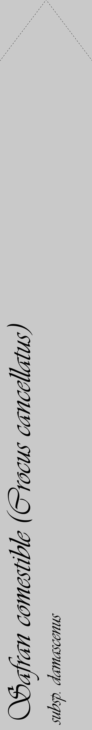 Étiquette de : Crocus cancellatus subsp. damascenus - format c - style noire54_simple_simpleviv avec comestibilité - position verticale