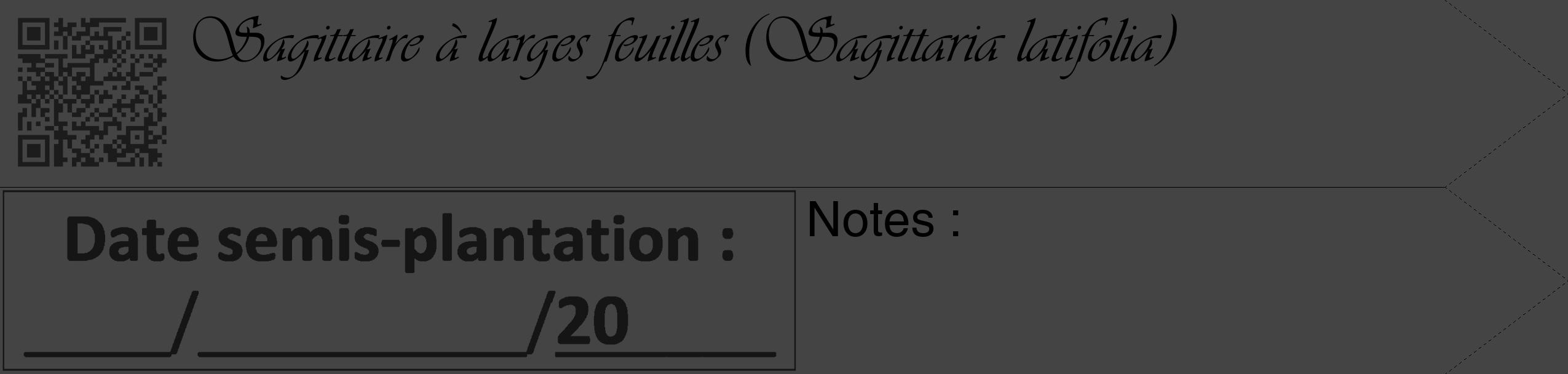 Étiquette de : Sagittaria latifolia - format c - style noire48_simple_simpleviv avec qrcode et comestibilité