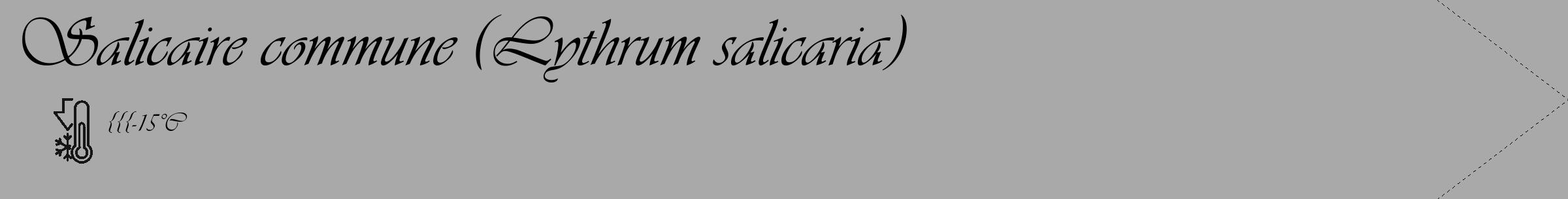 Étiquette de : Lythrum salicaria - format c - style noire13_simple_simpleviv avec comestibilité