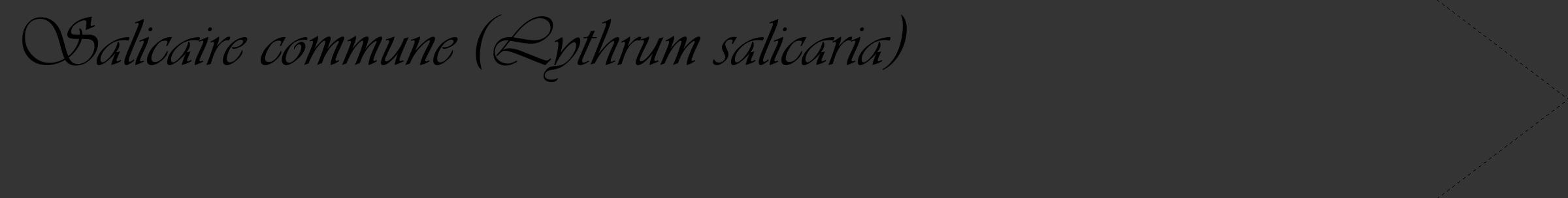 Étiquette de : Lythrum salicaria - format c - style noire46_simple_simpleviv avec comestibilité