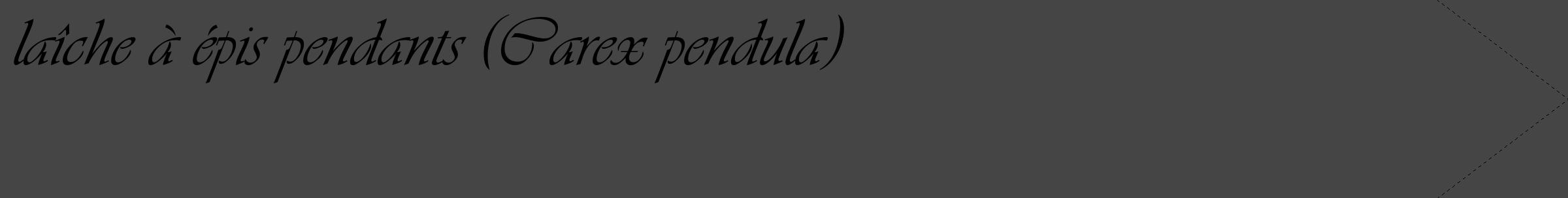 Étiquette de : Carex pendula - format c - style noire58_simple_simpleviv avec comestibilité