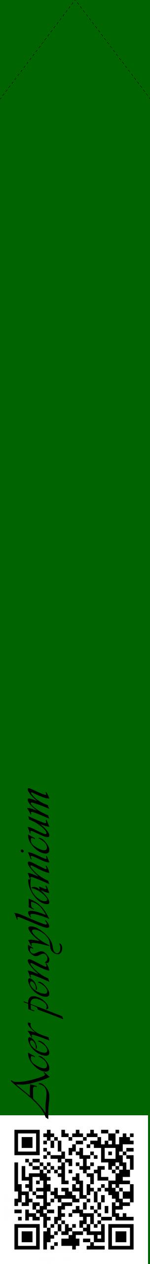 Étiquette de : Acer pensylvanicum - format c - style noire8_simpleviv avec qrcode et comestibilité