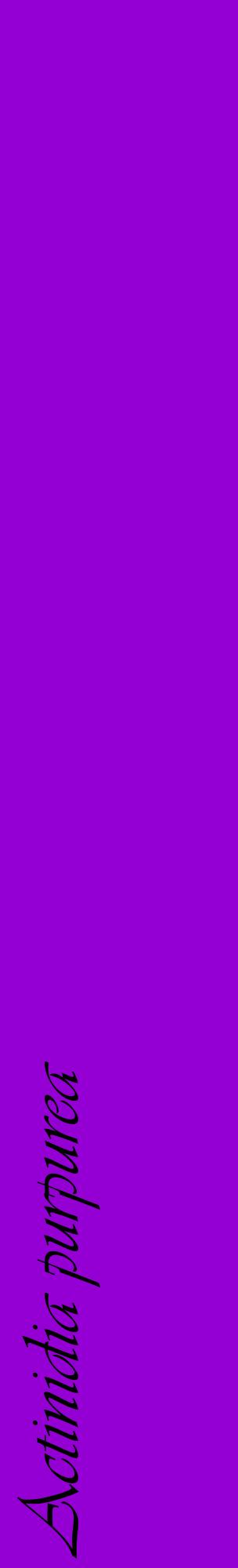 Étiquette de : Actinidia purpurea - format c - style noire48_basiqueviv avec comestibilité
