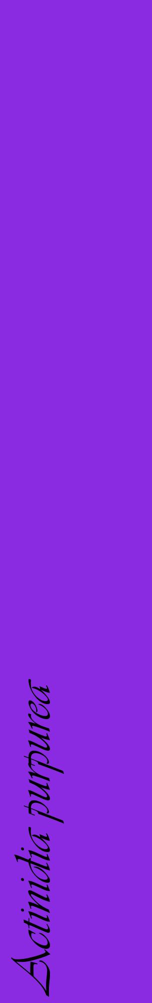 Étiquette de : Actinidia purpurea - format c - style noire49_basiqueviv avec comestibilité