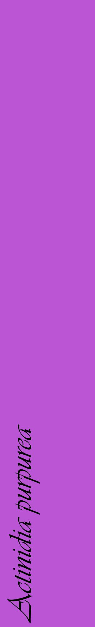 Étiquette de : Actinidia purpurea - format c - style noire50_basiqueviv avec comestibilité