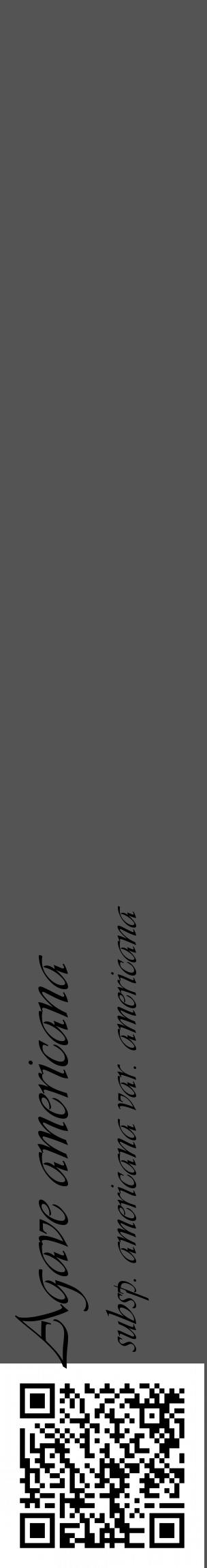 Étiquette de : Agave americana subsp. americana var. americana - format c - style noire36_basique_basiqueviv avec qrcode et comestibilité - position verticale