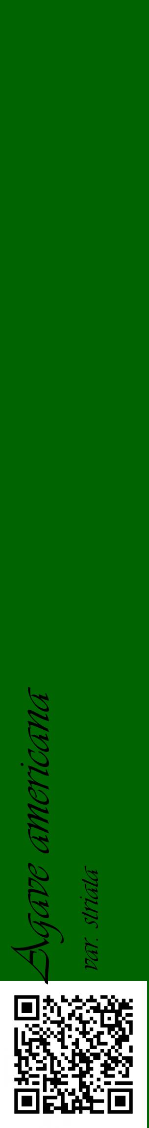 Étiquette de : Agave americana var. striata - format c - style noire8_basiqueviv avec qrcode et comestibilité