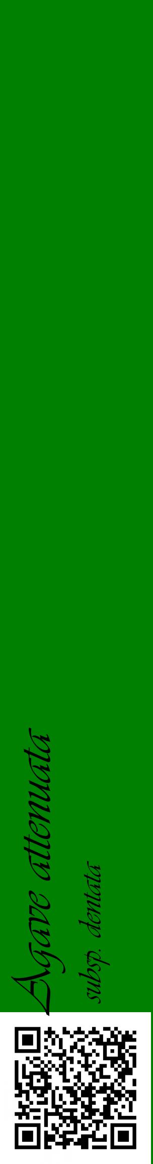 Étiquette de : Agave attenuata subsp. dentata - format c - style noire9_basiqueviv avec qrcode et comestibilité