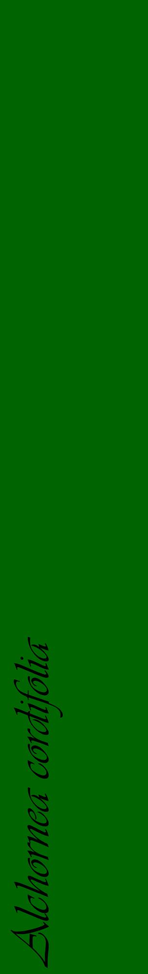 Étiquette de : Alchornea cordifolia - format c - style noire8_basiqueviv avec comestibilité
