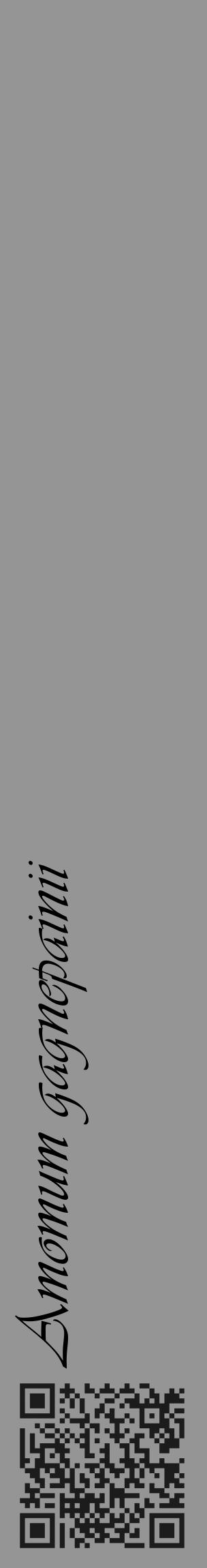 Étiquette de : Amomum gagnepainii - format c - style noire16_basique_basiqueviv avec qrcode et comestibilité - position verticale