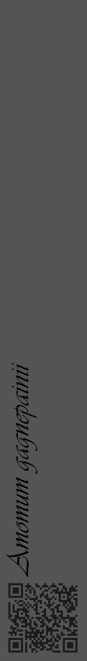 Étiquette de : Amomum gagnepainii - format c - style noire30_basique_basiqueviv avec qrcode et comestibilité - position verticale