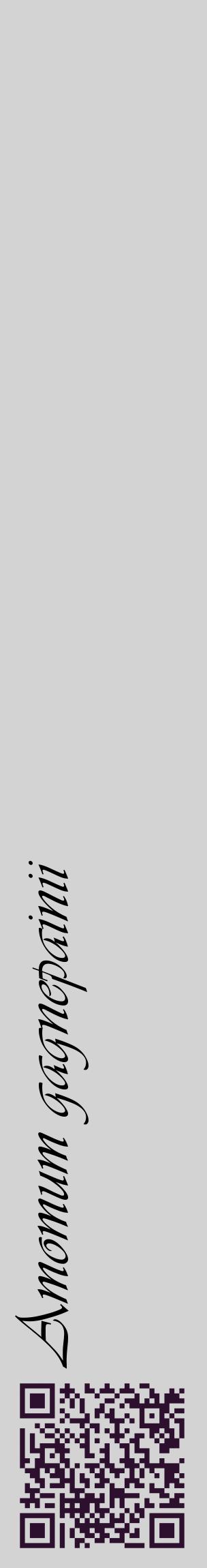 Étiquette de : Amomum gagnepainii - format c - style noire56_basique_basiqueviv avec qrcode et comestibilité - position verticale