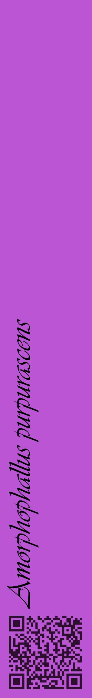 Étiquette de : Amorphophallus purpurascens - format c - style noire50_basiqueviv avec qrcode et comestibilité