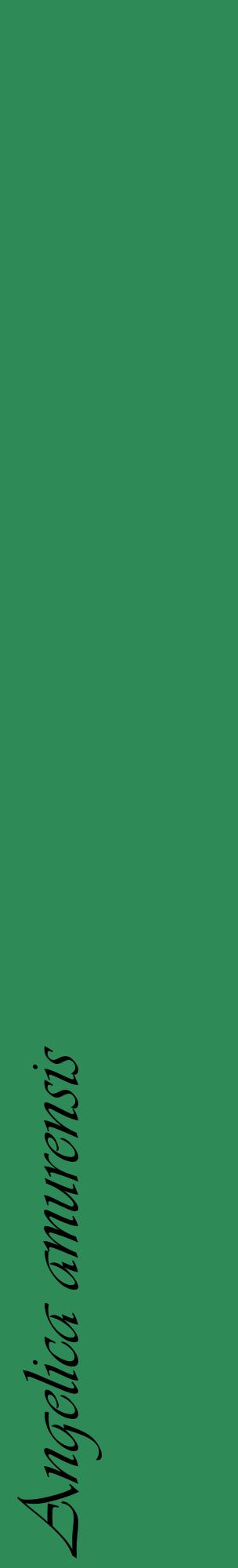 Étiquette de : Angelica amurensis - format c - style noire11_basiqueviv avec comestibilité