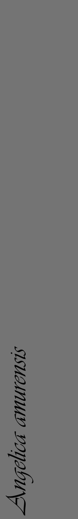 Étiquette de : Angelica amurensis - format c - style noire26_basique_basiqueviv avec comestibilité - position verticale