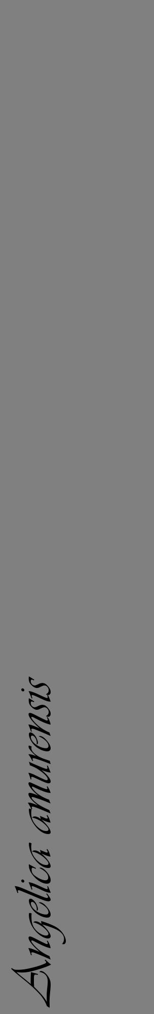 Étiquette de : Angelica amurensis - format c - style noire57_basiqueviv avec comestibilité
