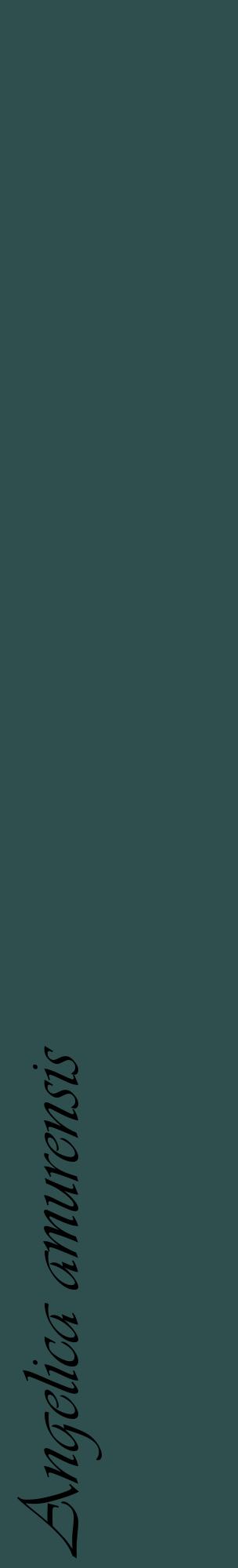 Étiquette de : Angelica amurensis - format c - style noire58_basiqueviv avec comestibilité