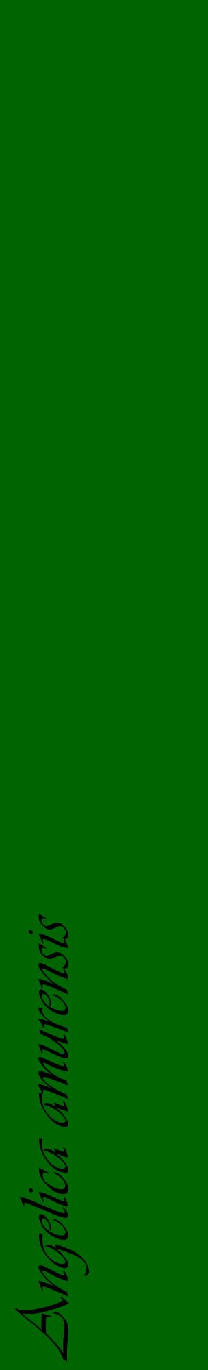 Étiquette de : Angelica amurensis - format c - style noire8_basiqueviv avec comestibilité