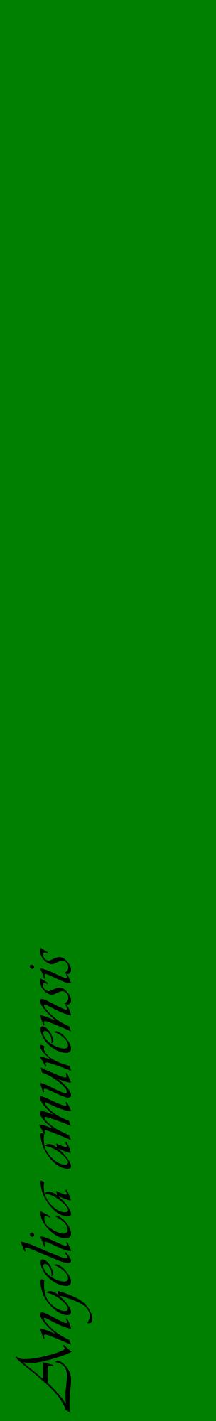 Étiquette de : Angelica amurensis - format c - style noire9_basiqueviv avec comestibilité