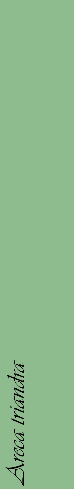 Étiquette de : Areca triandra - format c - style noire13_basiqueviv avec comestibilité