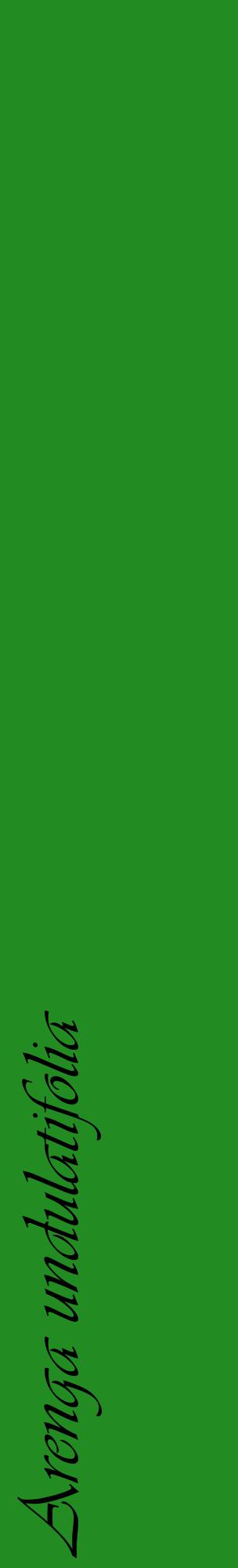 Étiquette de : Arenga undulatifolia - format c - style noire10_basiqueviv avec comestibilité