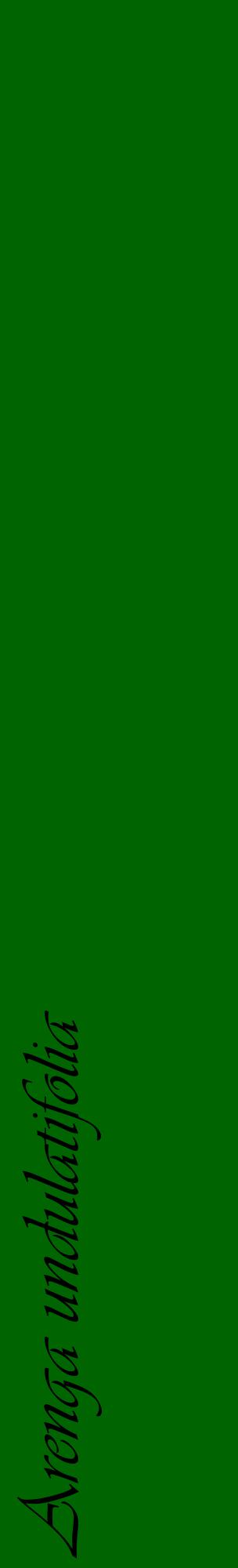 Étiquette de : Arenga undulatifolia - format c - style noire8_basiqueviv avec comestibilité