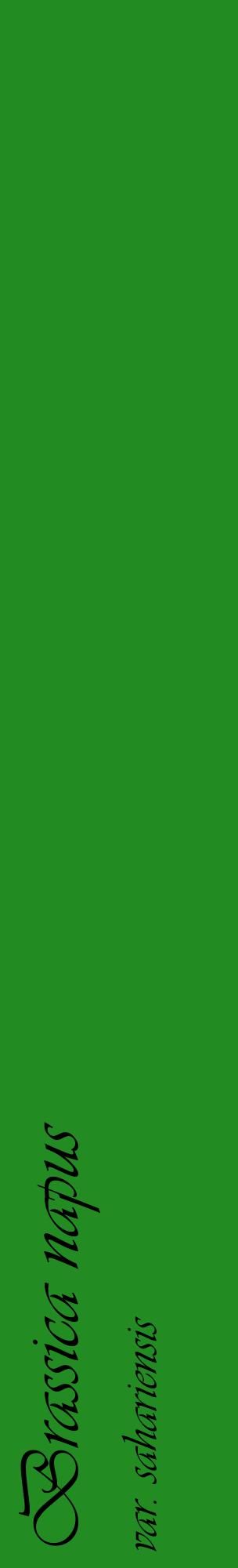 Étiquette de : Brassica napus var. sahariensis - format c - style noire10_basiqueviv avec comestibilité