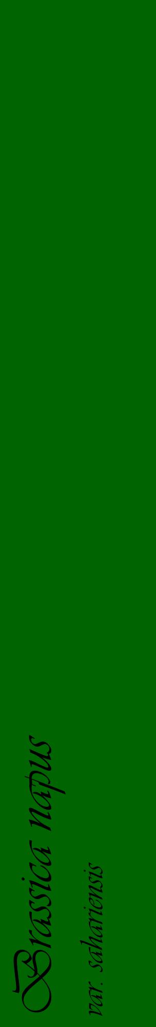 Étiquette de : Brassica napus var. sahariensis - format c - style noire8_basiqueviv avec comestibilité