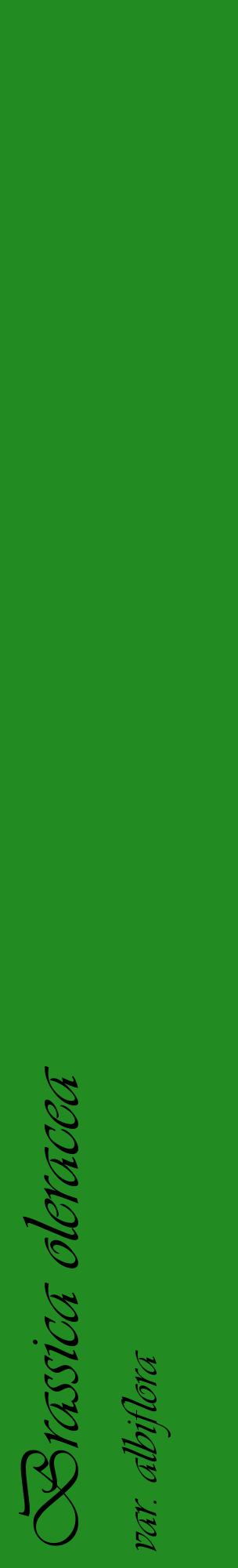 Étiquette de : Brassica oleracea var. albiflora - format c - style noire10_basiqueviv avec comestibilité