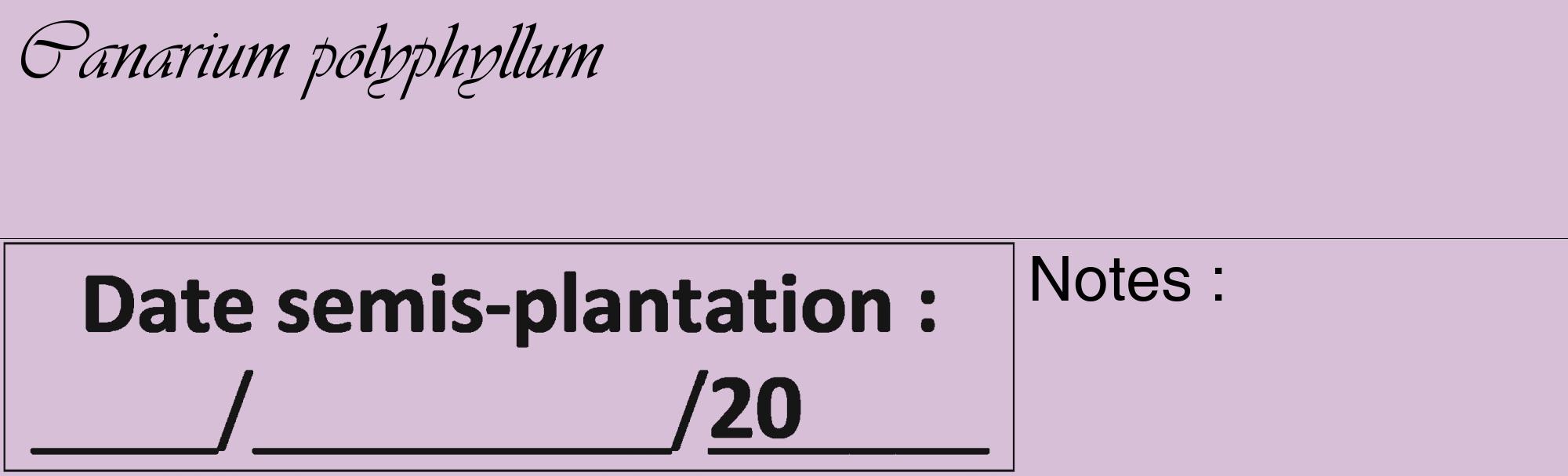 Étiquette de : Canarium polyphyllum - format c - style noire54_basique_basiqueviv avec comestibilité