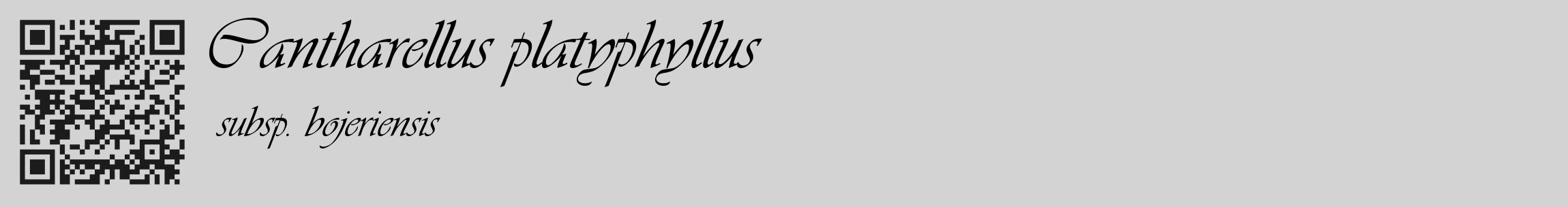Étiquette de : Cantharellus platyphyllus subsp. bojeriensis - format c - style noire56_basique_basiqueviv avec qrcode et comestibilité