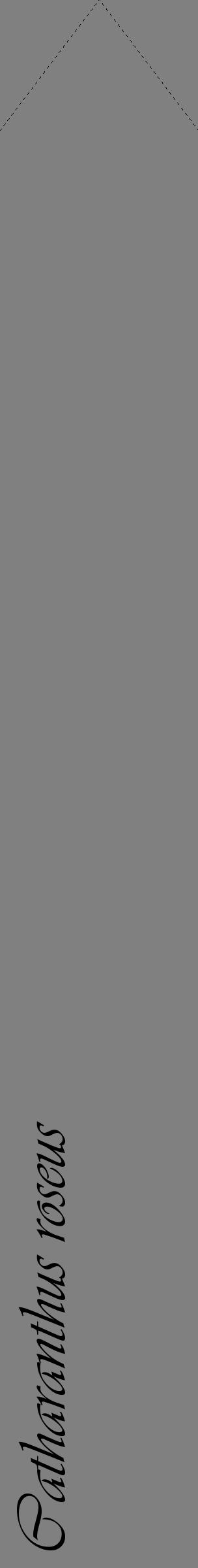 Étiquette de : Catharanthus roseus - format c - style noire57_simpleviv avec comestibilité