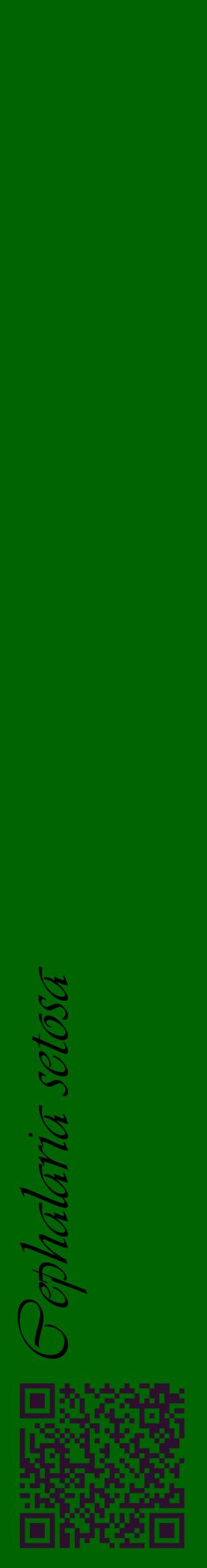 Étiquette de : Cephalaria setosa - format c - style noire8_basiqueviv avec qrcode et comestibilité