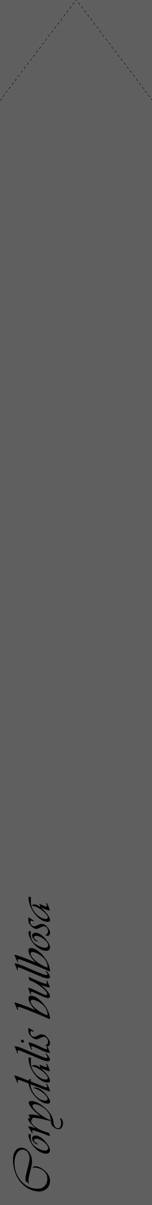 Étiquette de : Corydalis bulbosa - format c - style noire10_simple_simpleviv avec comestibilité - position verticale
