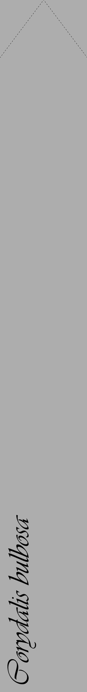 Étiquette de : Corydalis bulbosa - format c - style noire22_simple_simpleviv avec comestibilité - position verticale